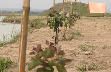 Plantación de arboles en La Campiña, Valenzuela.