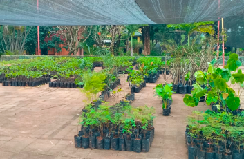 Nuestro invernadero: donde la Naturaleza toma forma